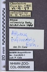 Etiketten zu Athous rufiventris (NHMW-ZOO-COL-0008568)